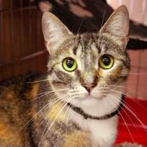 Нежная Мэрилина в поисках дома, в Москве