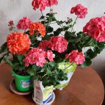 Герань яркого розового и лососевого цветов, в Калининграде