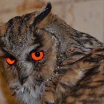 Изготовление чучел животных на заказ (таксидермия), в Москве