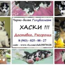 Продаются ярчайшие щенятки хаски, в Санкт-Петербурге