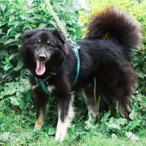 Старк – добрейший пес и настоящий друг ищет любящую семью!, в Москве