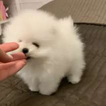 Щенки Шпиц, в Самаре