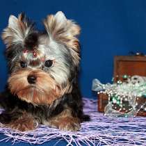 Мальчик Йорк от чемпионов, в Москве