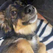 Отдам собаку, в Шадринске