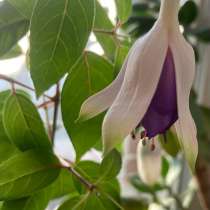 Фуксия, в Тейково