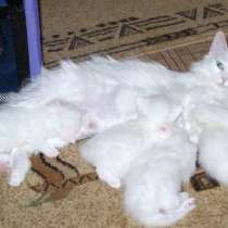 Ангорские котята, в Москве