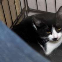 Очаровательная Раше ищет дом, в Москве