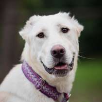 Мила ищет дом и семью!, в Москве