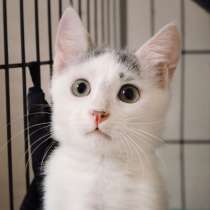 Доверчивый Обиван ищет друга, в Москве