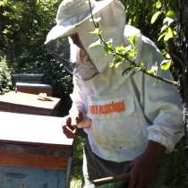 Продам пчелосемьи, в Волгограде