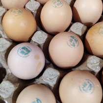 Инкубационное яйцо РОСС 308, в г.Одесса