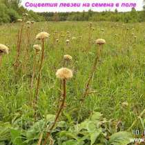 Левзея семена на 20 соток - 40 000 шт. Интернет-магазин, в Архангельске