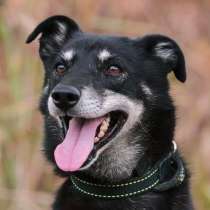 Веселый и игривый Ларик ищет дом!, в Москве