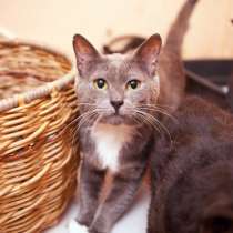 Добрый Клайд мечтает согреться домашним теплом, в Москве