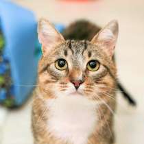 Смелый Франклин ищет дом, в Москве