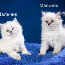 Невские чистокровные котята, в Москве