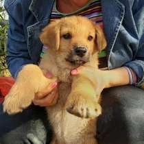 2 мес щенки-малыши в добрые руки!, в Кашире