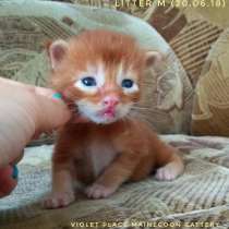 Котята Мейн Кун из питомника, в Тольятти