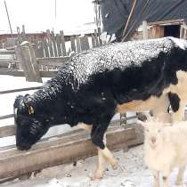 Телка, в Москве