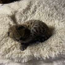 Котенок саванна, в Москве