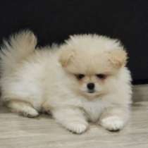 Померанский шпиц, в Новокузнецке