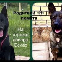 Щенки немецкой овчарки, в Челябинске