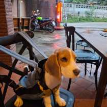 Продам щенка бигль девочка. Паспорт чип прививки, в г.Паттайя