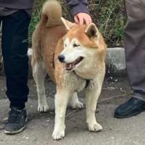 Этот милый пёс ищет нового хозяина, в Ангарске