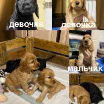 Щенки Английский Кокер-Спаниель, в Якутске
