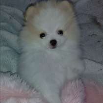 Померанский шпиц Мини мишка, в Рославле