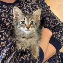 Котенок, в Чебоксарах