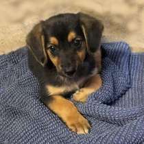 Овчаристый щенок Зайчиш в добрые руки, в Москве