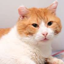 Отважный Портос ищет верных друзей, в Москве