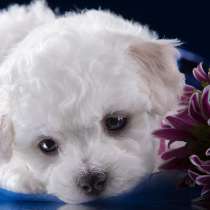 Бишон фризе Псков, в Пскове