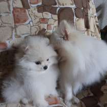 Мальчик померанского шпица, в г.Ашкелон