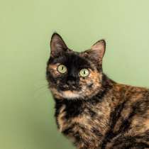 Крупная черепаховая кошка Фаня-Нафаня на счастье, в Москве