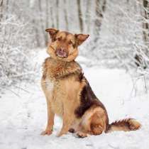 Шоколадный мишка Барни ищет дом, в Москве