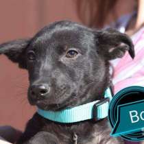 Милые, добрые, ласковые и умненькие щенки в дар, в Москве