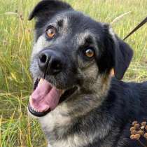 Марко-метис хаски, активный и веселый ищет семью!, в Москве