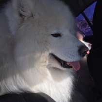 Самоеды вязка и щенки на продажу, в Рыбинске