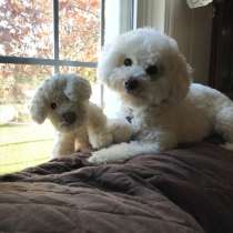 Бишон фризе Улан Уде, в Улан-Удэ