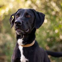 Генри — великолепный! Ищет дом!, в Москве