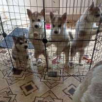 Щенки хаски, в г.Мариуполь