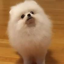 Шпиц Щенки, в Красноярске