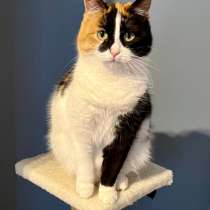 Яркая ручная трехцветная кошка Майя в дар, в Москве