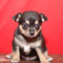 Чихуахуа Курга, в Кургане