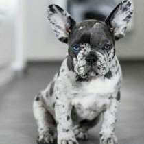 Французский бульдог Сыктывкар, в Сыктывкаре