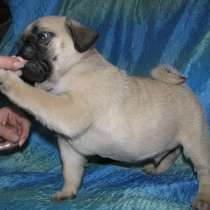 Мопс Улан Уде, в Улан-Удэ