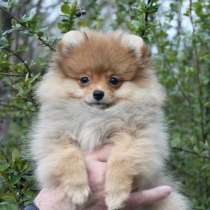 Шпиц Сыктывкар, в Сыктывкаре