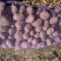 Картофель оптом от производителя 5+, в Москве